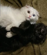 للبيع قطط نوعهم شيرازي عمرهم شهرين البيض نثيات والبلاك ذكر لعوبين ويونسون