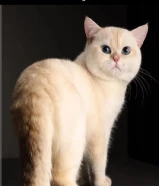 للبيع البطل ثور من روسيا منتج انتاجات جميلة