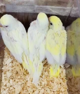 للبيع فروخ طيور حب هولندي ربوه