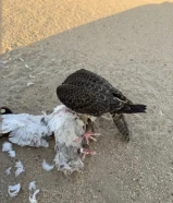 للبيع شيهانه بحريه اليوم اول دعوة وجاتني