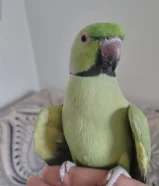 للبيع متوه شرط ربوه يوقف على اليد وجناح كامل .................................................