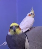 زوج من طائر الكوكتيل اتصال فقط وتساب او عن طريق السوق المفتوح