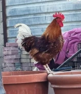 دجاج لوهمان