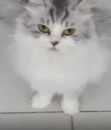 للتبني قطتين شيرازي