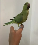 للبيع ببغاء بيبي متو نص ربوه عمره 9 اشهر للبيع