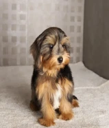 مالتيبو ذكر أوكراني لعوب