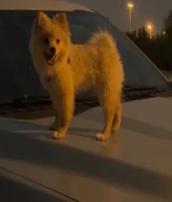 جرو بوميرينيان للبيع