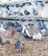 حمام دشي وتركيب احجام كبار وسط