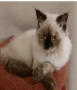 قطه انثى ( تم تعقيم القطه ) اخذت جميع المطاعيم الضروريه.. عمر القطه 8 اشهر