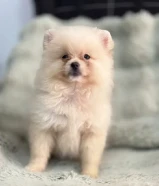 Quality bear type Pomeranian puppy