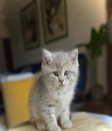 Scottish Fold & British Short Hair Kitten for sale