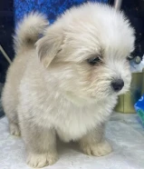 للبيع على اجلابه النوع شيتتزو العمر شهرين الصحه اوك لعوبين في ذكر و في نثيه