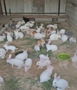 للبيع ارانب