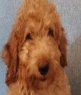 270 KWDبيور بودل للبيع pure poodle for sale