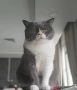 قط ذكر برتش للتبني