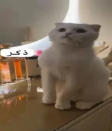 قطط للتبني ذكر وانثى ومطعمين التواصل واتس اب لايوجد توصيل مكان سعدالعبدالله