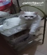 قط ذكر للتبني لون ابيض