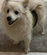 كلاب جابنيز سبتز