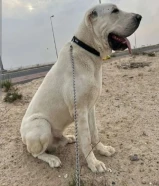 مطلوب كلب كنغال او كلب للتبني حراسه للحلال