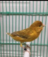 ذكر كناري تغريده قوي و مميز و صعب