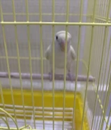 عصفور زوز اقرا الوصف