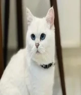 rescued cat for adoption