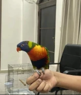 طير لوري للببع يرقص يصفر يسولف ذكر عمر سنتين يلعب كل شي