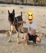 anأمريكان أكيتا (ذكر و أنثي )