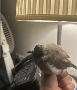 طير بلبل ربوه للبيع