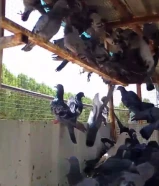 دحول كبار والكبار على دينار والصغار على نص والتواصل واتساب