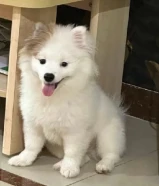 Pomeranian mix canine dog