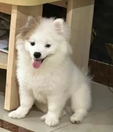 Pomeranian mix canine dog