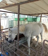 حصان عمره سنتين