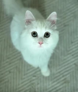 قطط بريتش شورت هير