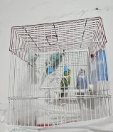 4 عصافير طيور حب ذكر وا انثى