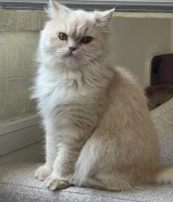 للتبني قطوه نظيفه