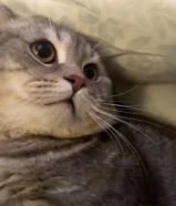 تبني قطو سكوتش