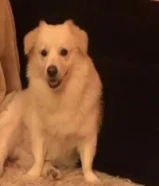 كلب جبنيز سبتز معقم مطعم