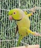 للبيع دره (بيبي متوه) فل ربوه وهدد داخلي ويلعب و ويغرد وشرط الصحه والريش .............