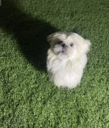 مالتيز ذكر نشيط