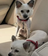 عندي كلبين مجاناً اللي يبي يتواصل مع