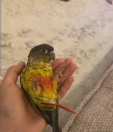 طير ربوه كنيور