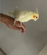 كروان البينو للبيع لون مميز