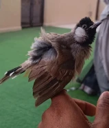 Robuya kamal balabulXX