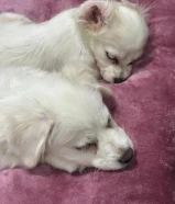 كلاب للتبني ^ مو قد المسؤوليه لا ترسل ^