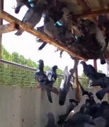 دحول كبار والكبار على دينار والصغار على نص والتواصل واتساب