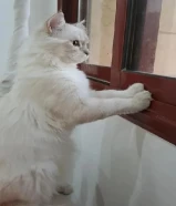 0قط ذكر طالب تزاوج،التزاوج في منزل لانثى لان عندي اطفال