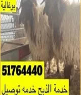 للبيع اضاحي ثلاجه كرامه تمايم51764440