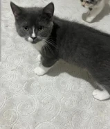 ذكرين بريتيش للبيع العمر 4 شهور