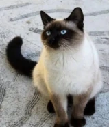 مطلوب قط سيامي (تبني) ذكر يكون عمره تحت ثلاث اشهر